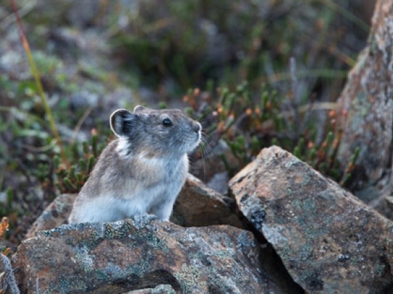 Collared pika standing on rocks.