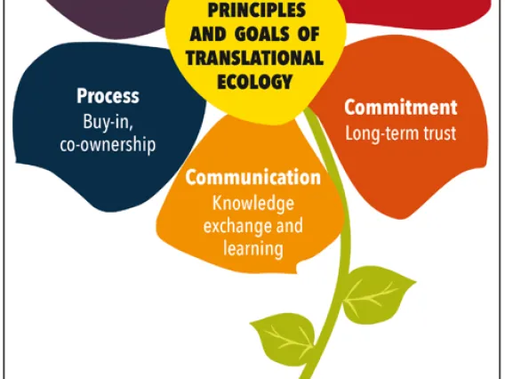 Illustrated graphic explaining Translational Ecology