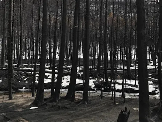 Forest remnants after Cameron Peak Fire.