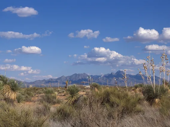 Photo of a Sonoran desert landscape.