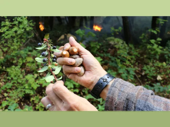 Two hands, one holding a plant with berries on it and the other holding acorns.