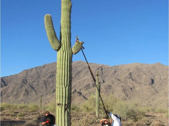 Harvesting of fruit from a cactus. Tribal ritual.