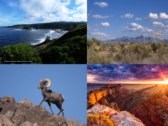 Collage of 4 photos in clockwise order from the top left: a view of the coast with foliage surrounding the beach, a sonoran desert landscape, the Grand Canyon at sunset, a ram walking up a mountain.