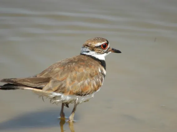 Killdeer bird standing in shallow water.