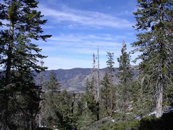 San Bernardino National Forest, California