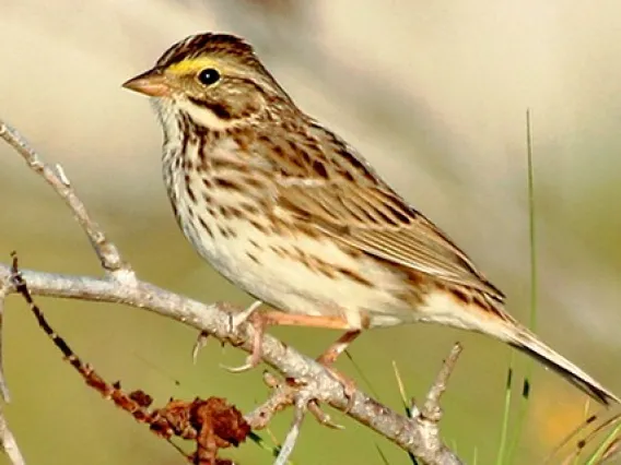 Photo of a Spanish Sparrow perched on a small branch.