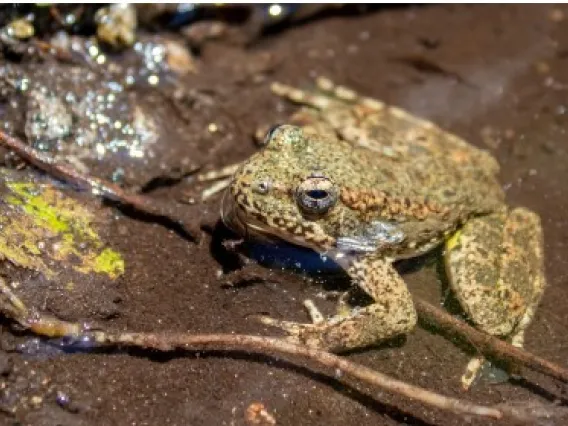 Foothill Yellow-legged Frog sitting in the mud