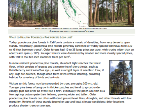Healthy Forests: Ponderosa Pine cover page