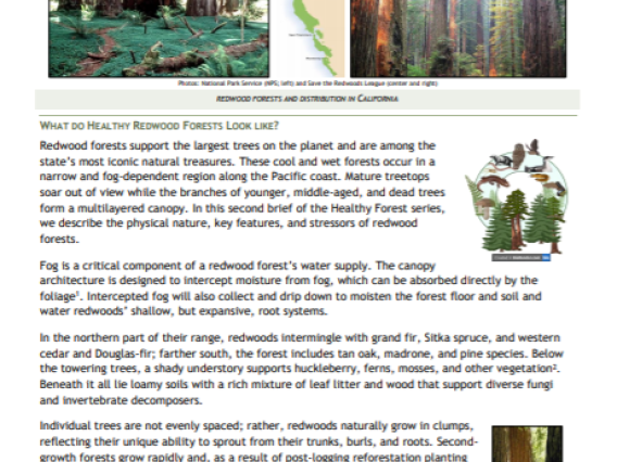 Healthy Forests: Coastal Redwood cover page
