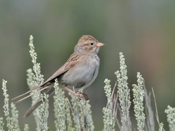 Brewer’s Sparrow photo