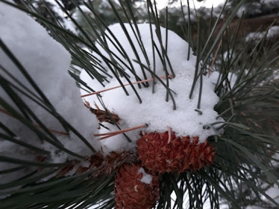 Snow on pine cones and needles