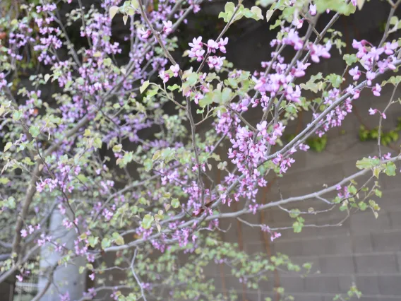 Flowering Plant in ENR2 Building