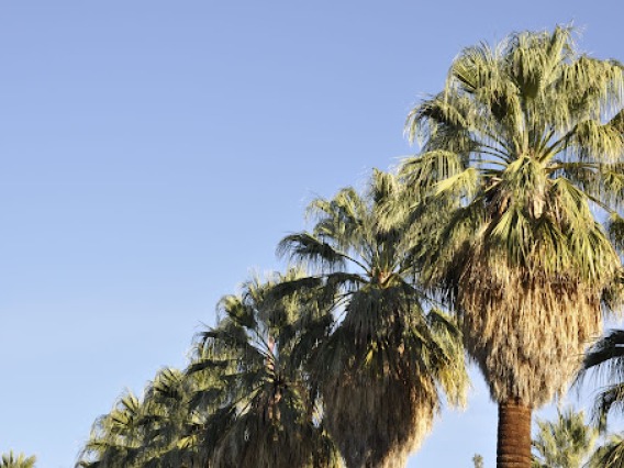 Picture of Palm Trees