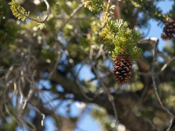 Bristlecone Pine