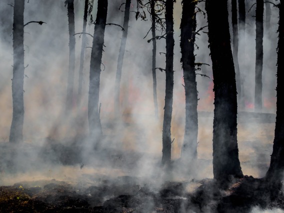 Wildfire damaged trees and smoke