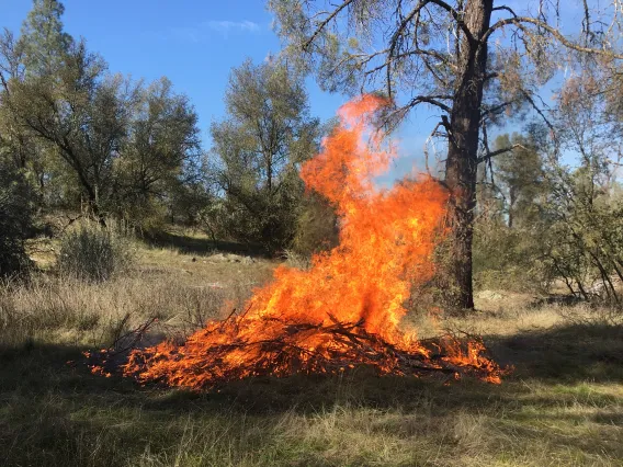 Cultural burning of wood and materials in forest environment