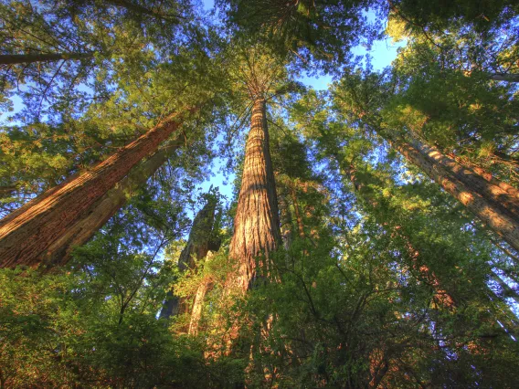 Giant redwood trees