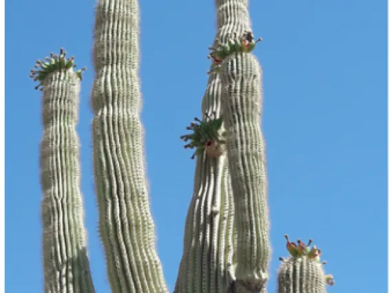 Saguaro Cactus