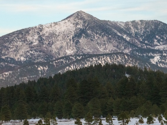 Kaibab National Forest, trees and mountain in background