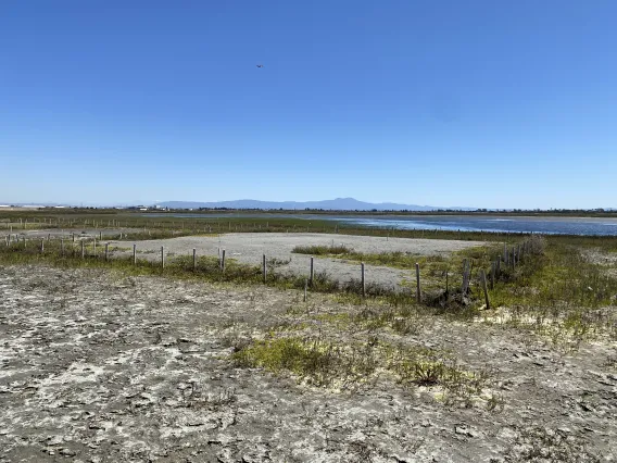 A feild of a salt marsh