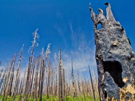 image of fire damaged trees and a blue sky