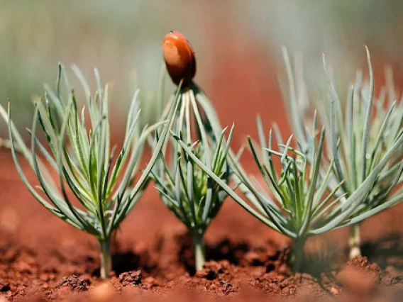 Ponderosa pine sprout