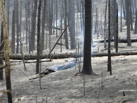 Forest landscape, post-fire with visible smoke