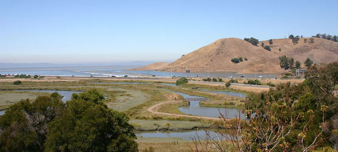 Salt marsh in San Francisco bay.