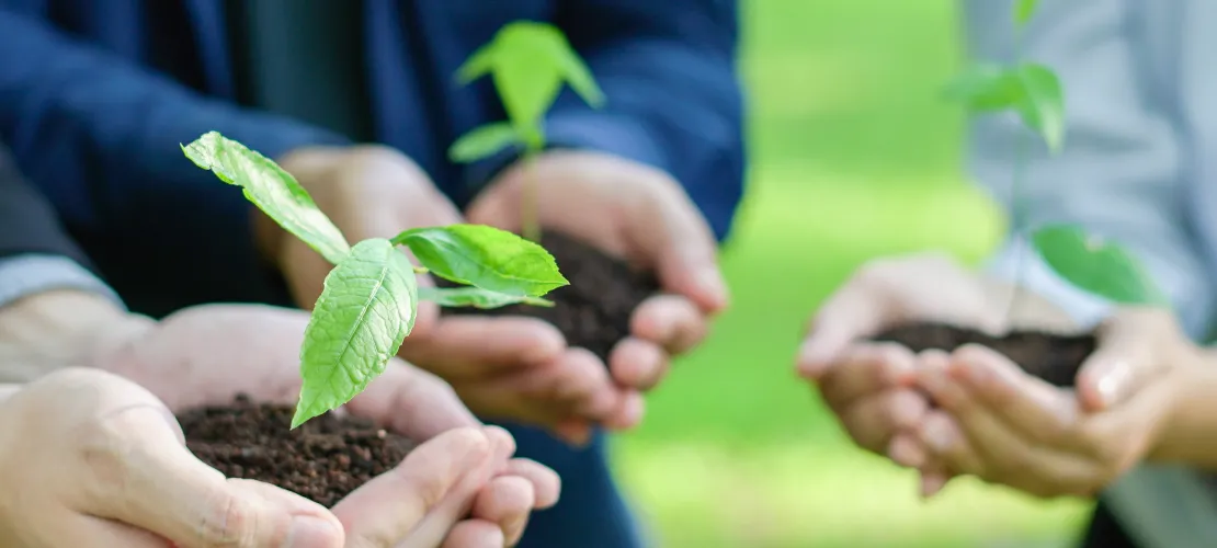 People holding plants in soil