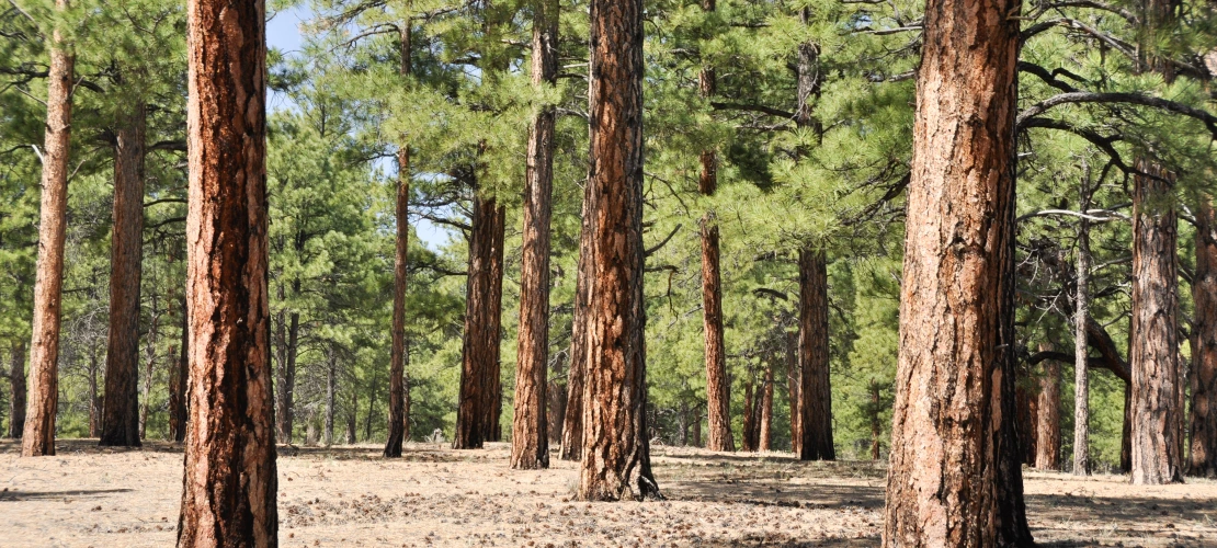 Pine forest, Sunset Crater Volcano National Monument, Arizona