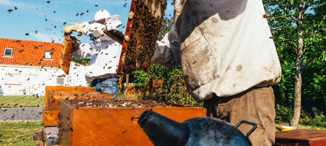 bees and beekeepers photo'd near the boxes which keep the honeycomb