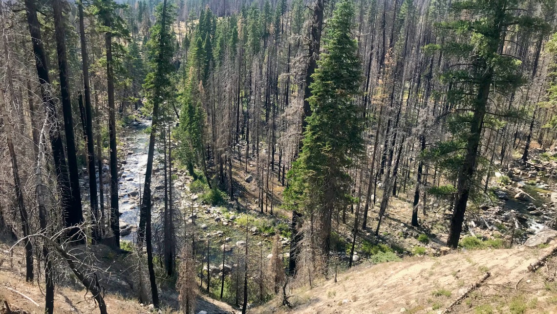 Photo of forest affected by a wildfire