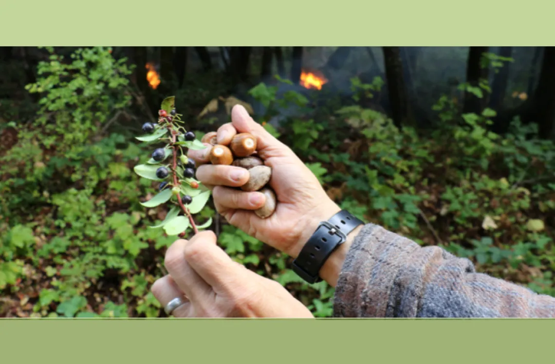 Two hands, one holding a plant with berries on it and the other holding acorns.