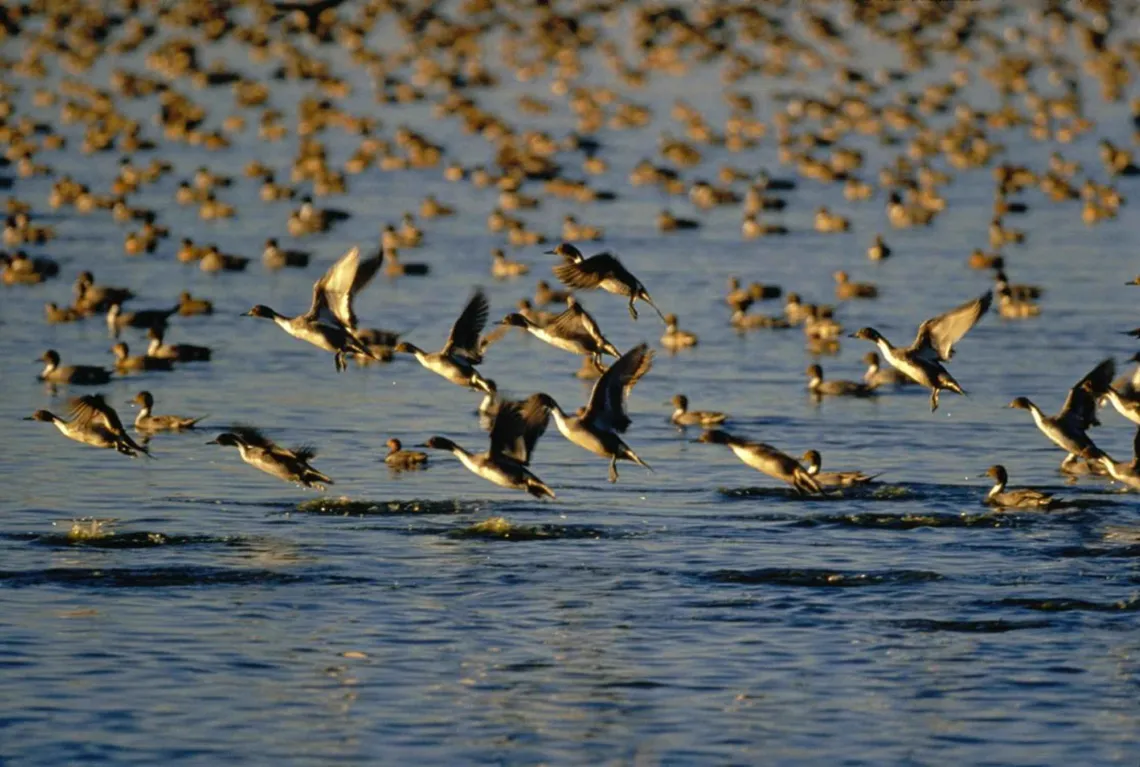 Wild ducks in flock flying over water.