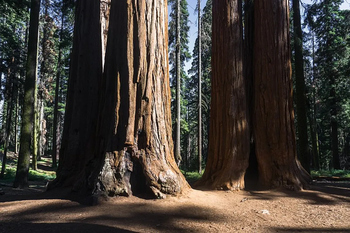 Giant sequoias in Giant Sequoia National Monument.