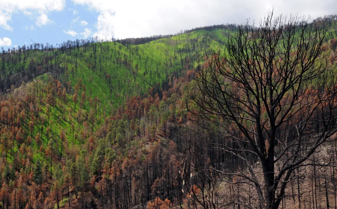 Mountain forest in New Mexico.