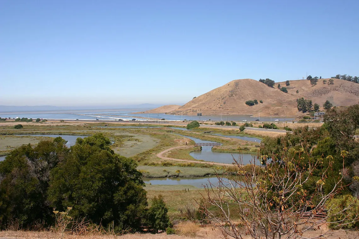 Salt marsh in San Francisco bay.