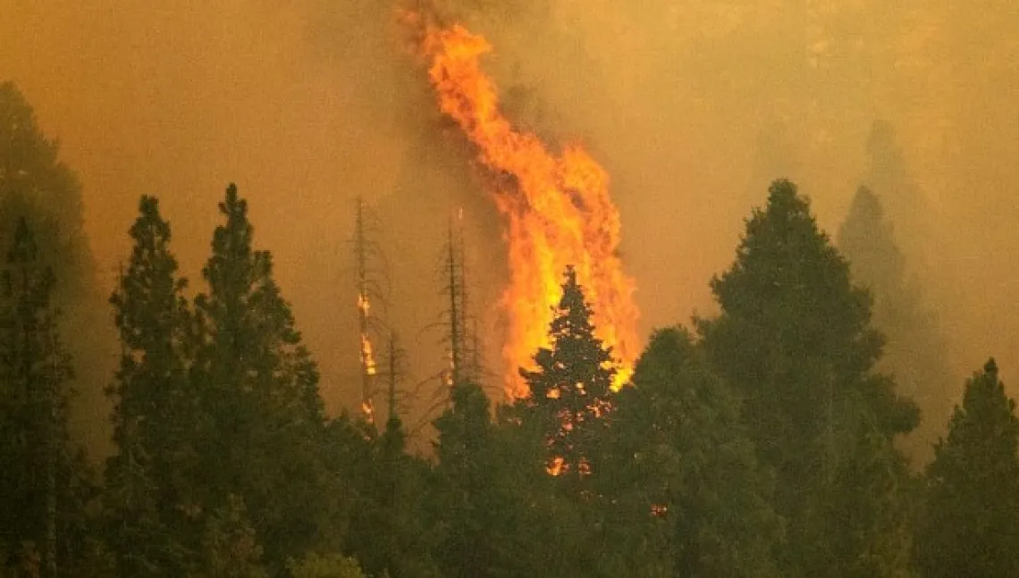 A photo of a forest fire with flames getting taller than the tree line.