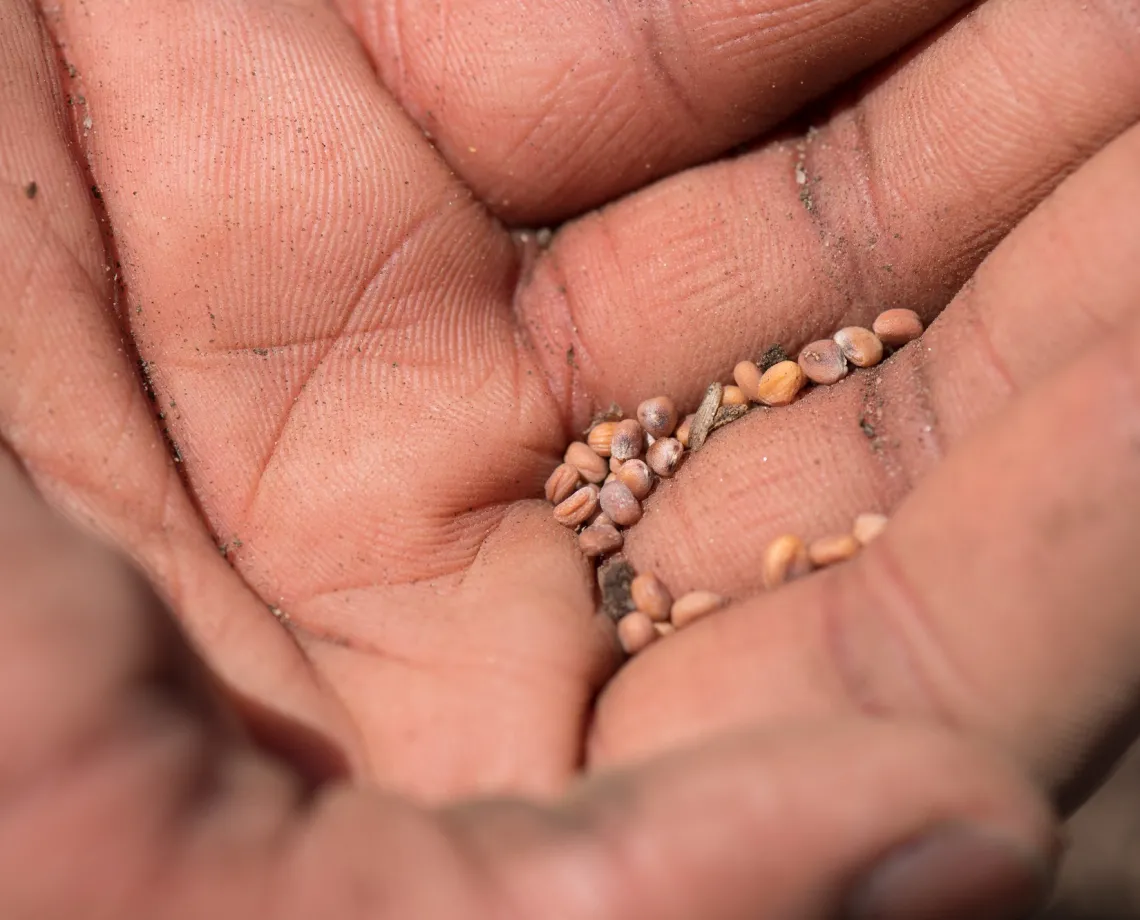 Seeds in a hand.