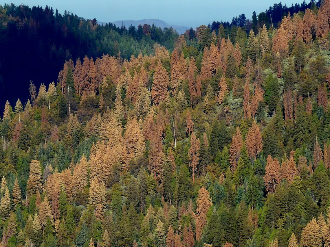 Overshot of trees in a forest ranging in color from green to red.