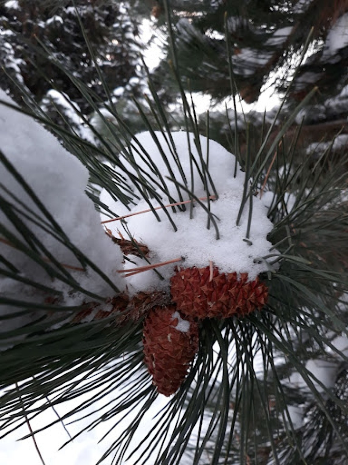 Snow on pine cones and needles