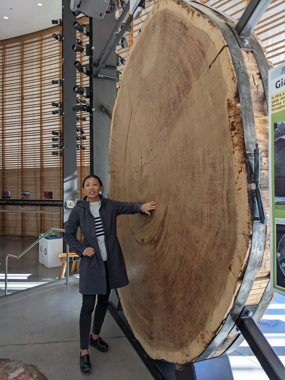 Jia Hu - Tree Ring