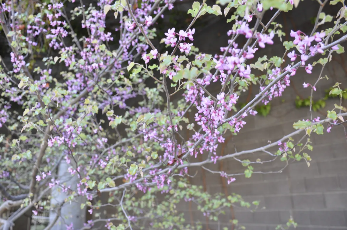 Flowering Plant in ENR2 Building