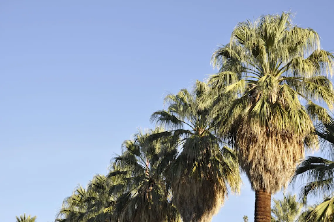 Picture of Palm Trees