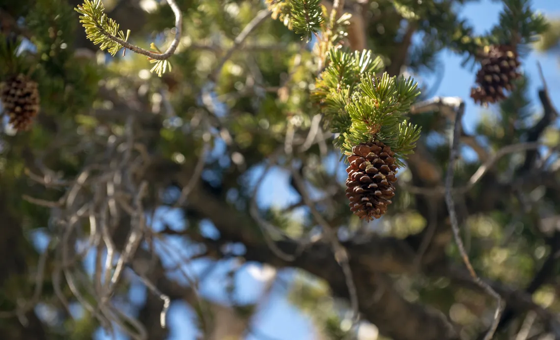 Bristlecone Pine