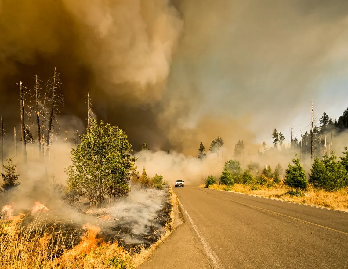 Wildfire on road