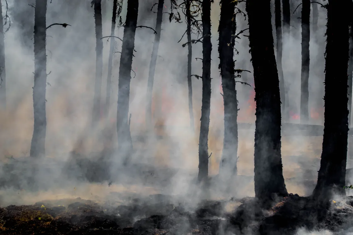 Wildfire damaged trees and smoke