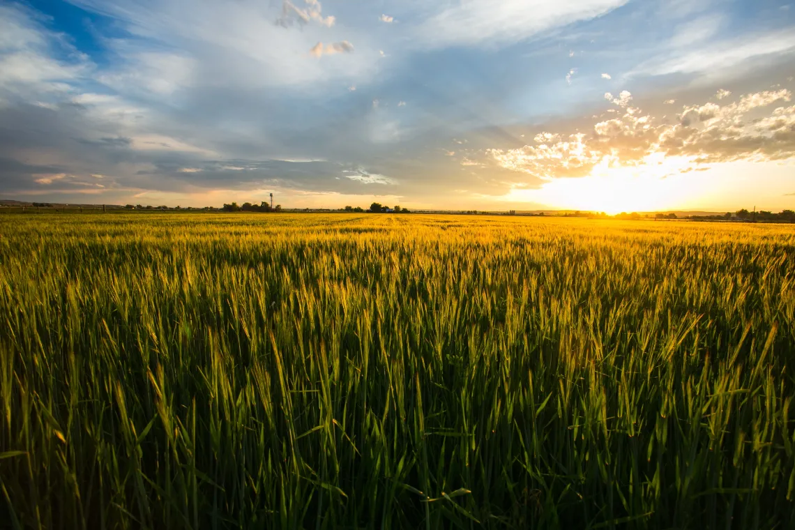 Sun on the horizon, blue sky, over wheatfield