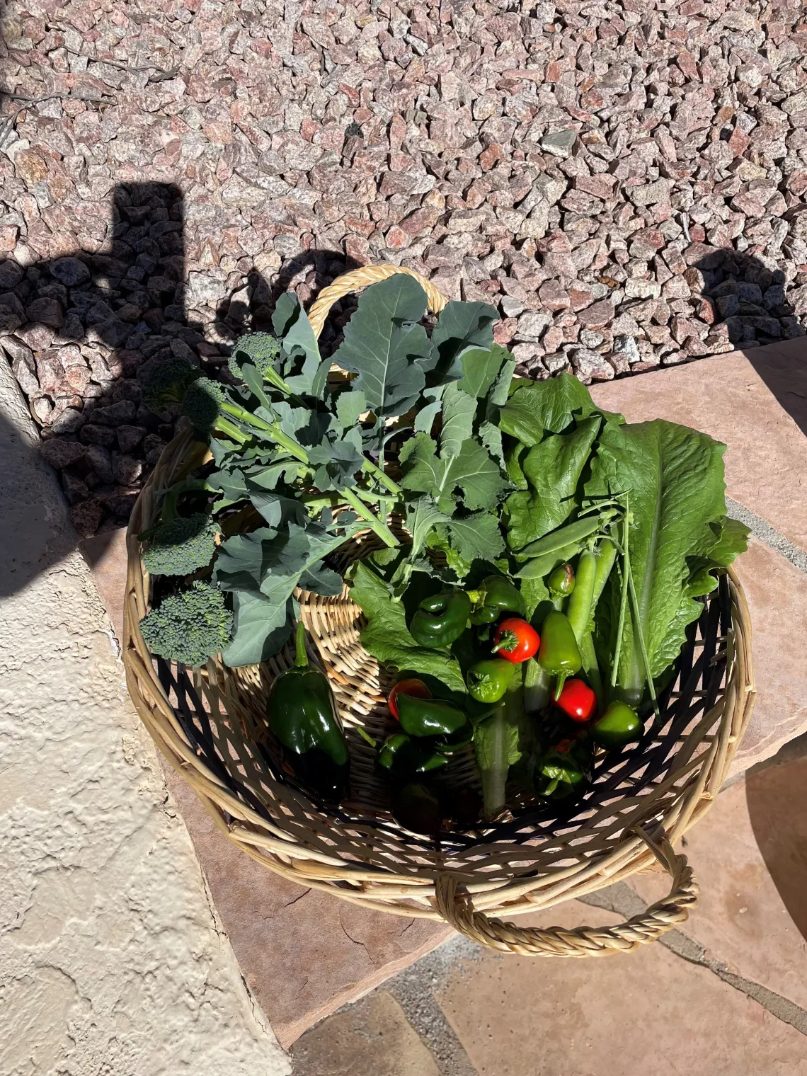 image of a plant inside a basket on top of stone ground