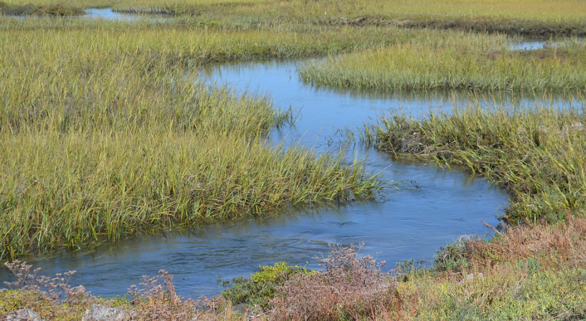 Cordgrass at Seal Beach National Wildlife Refuge